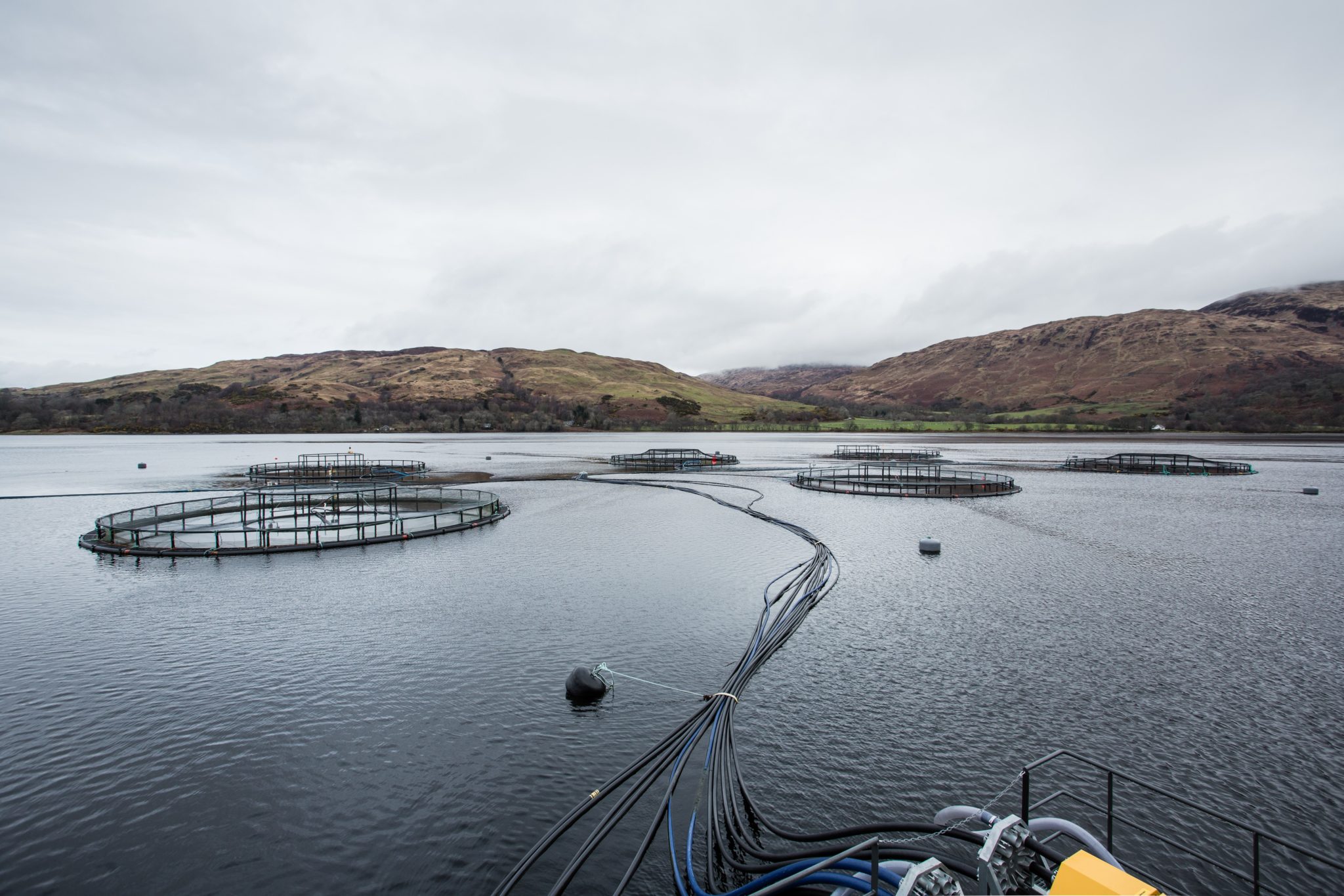 Loch Trout